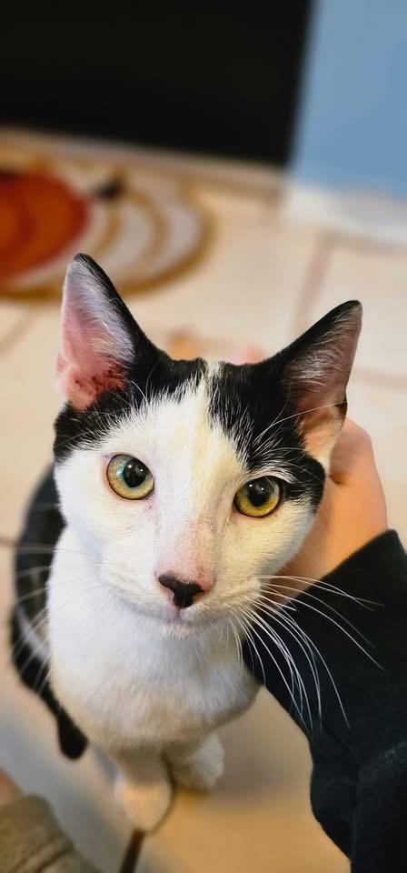 Cole $95, Adoptable, Kitten Male Domestic Short Hair.