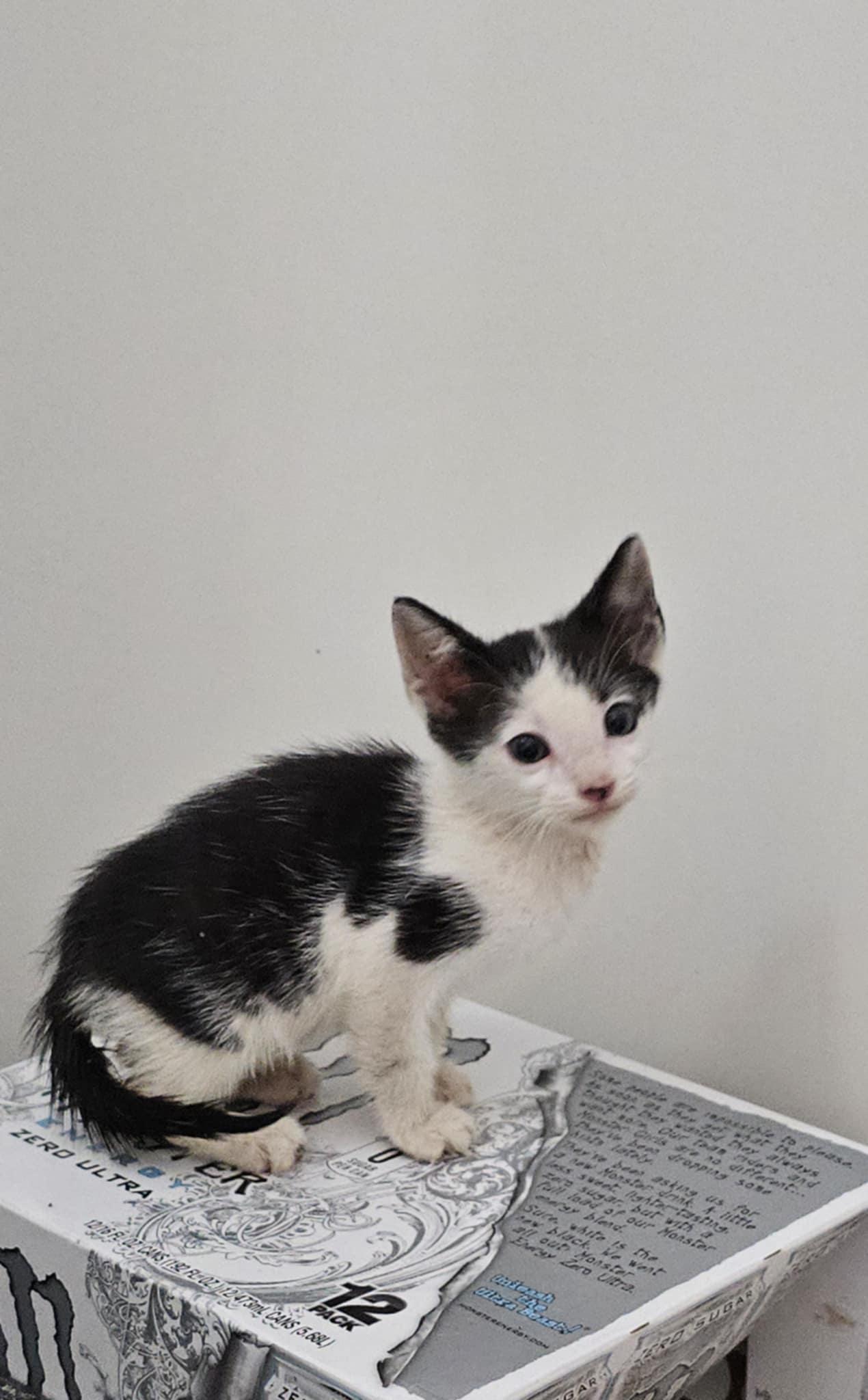 Cole $95, Adoptable, Kitten Male Domestic Short Hair.