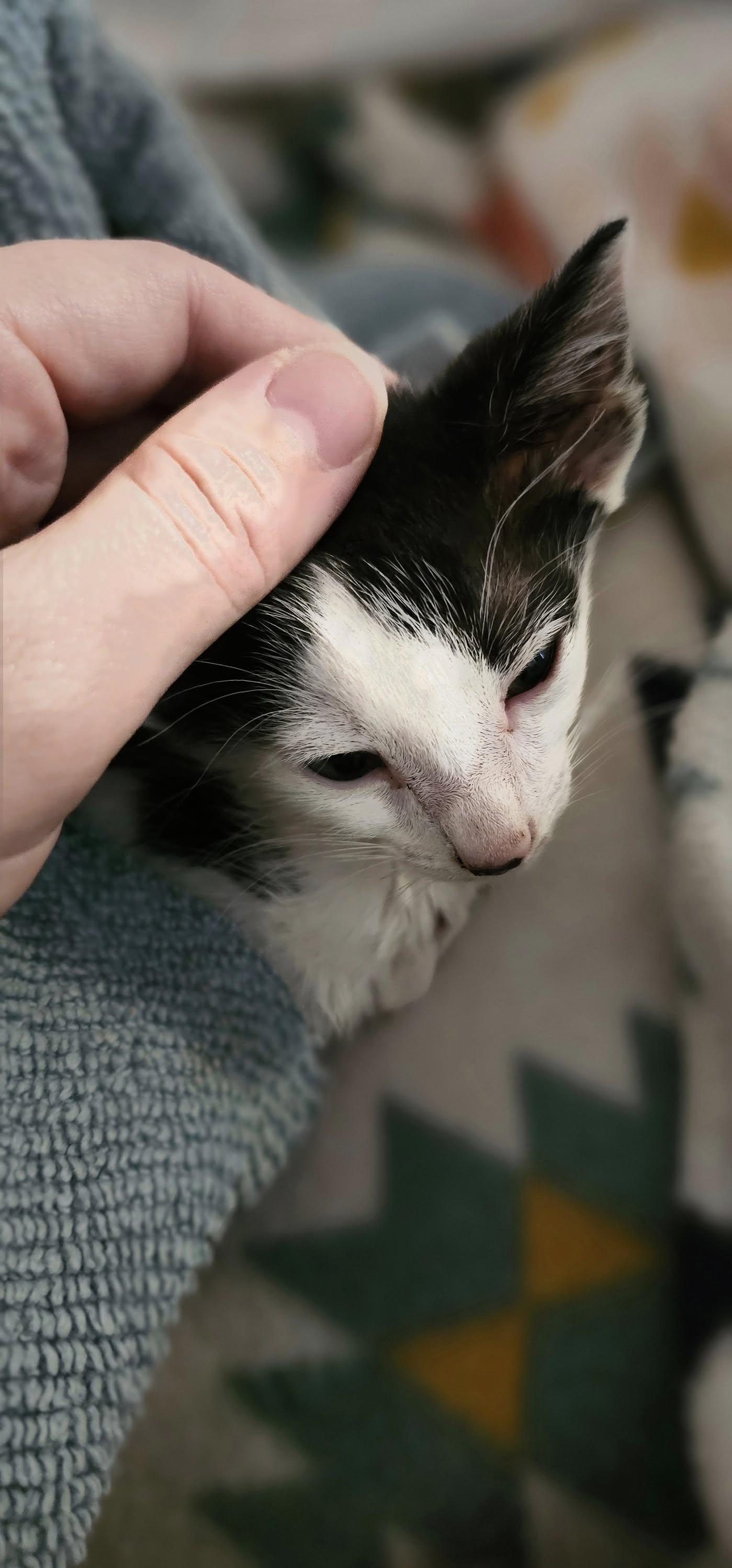 Cole $95, a Adoptable Domestic Short Hair in Seneca, SC image 4/4