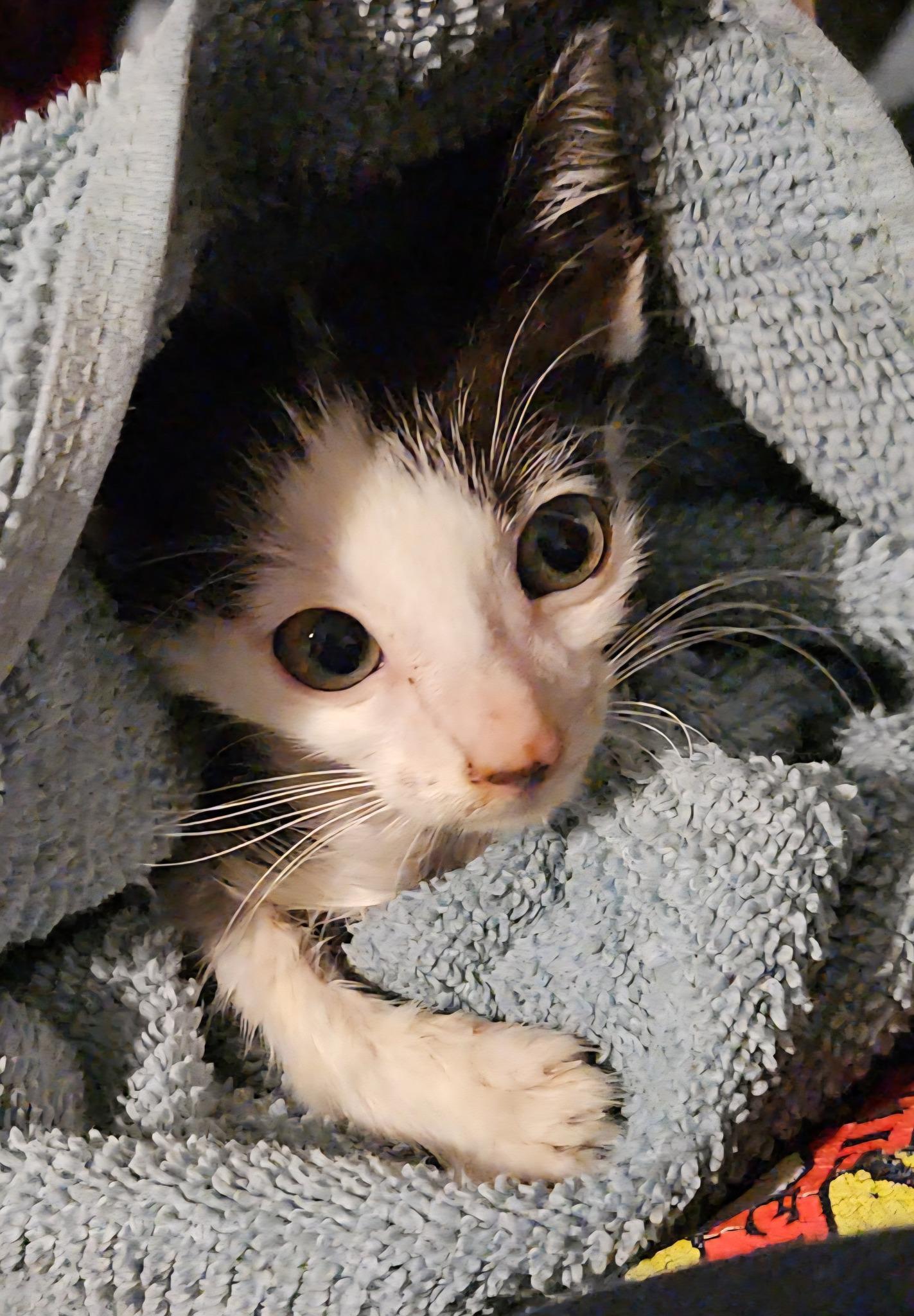 Cole $95, a Adoptable Domestic Short Hair in Seneca, SC image 2/4