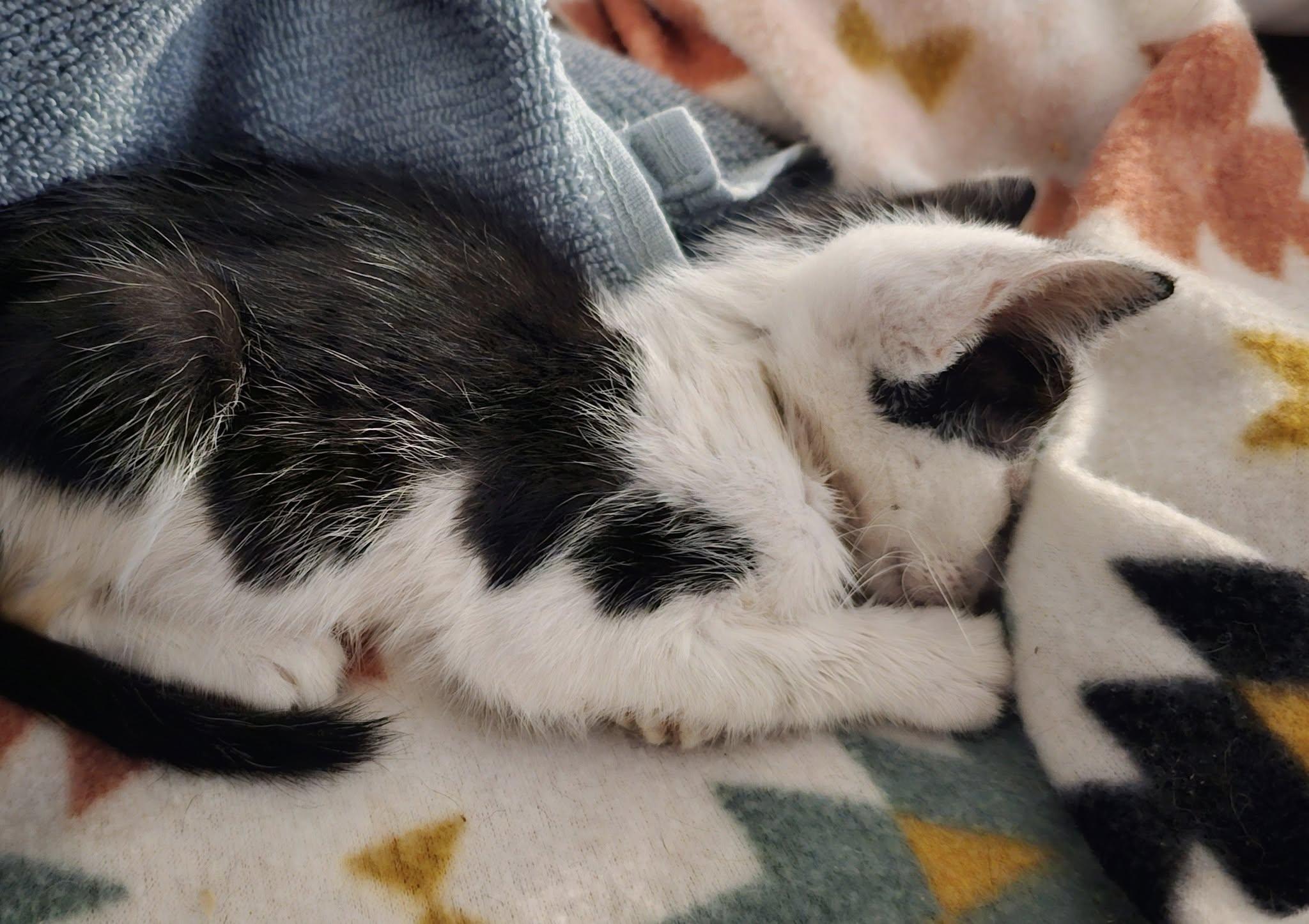 Cole $95, a Adoptable Domestic Short Hair in Seneca, SC image 3/4