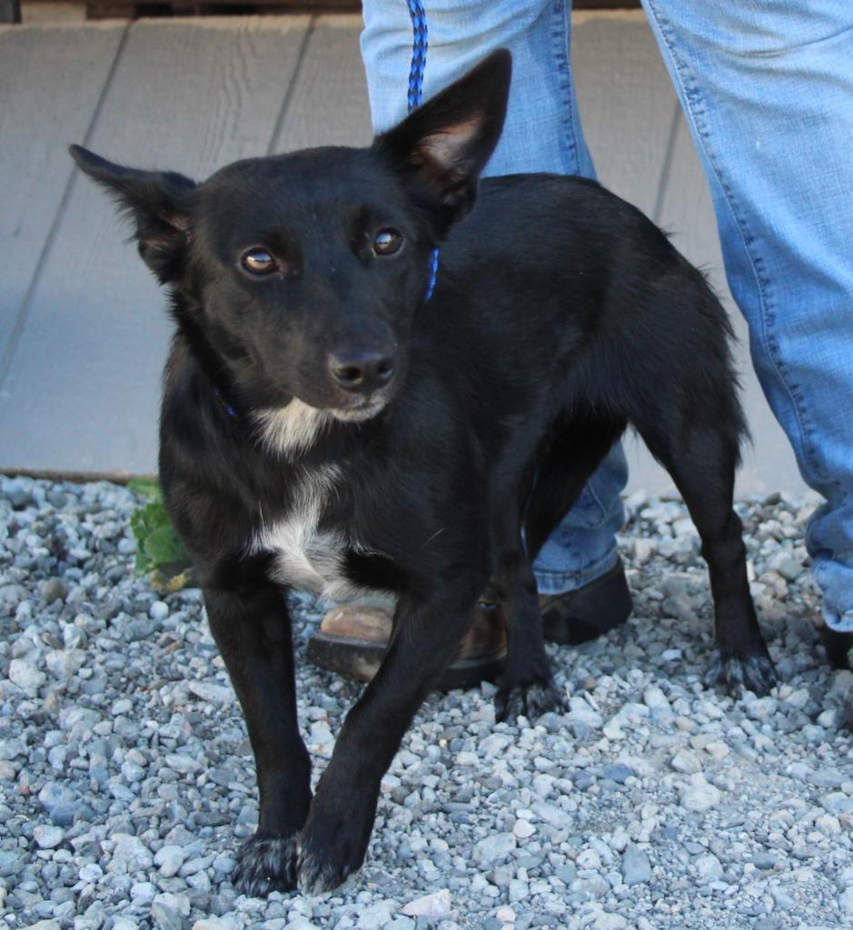 Romy, Adoptable, Young Female Terrier & Mixed Breed.