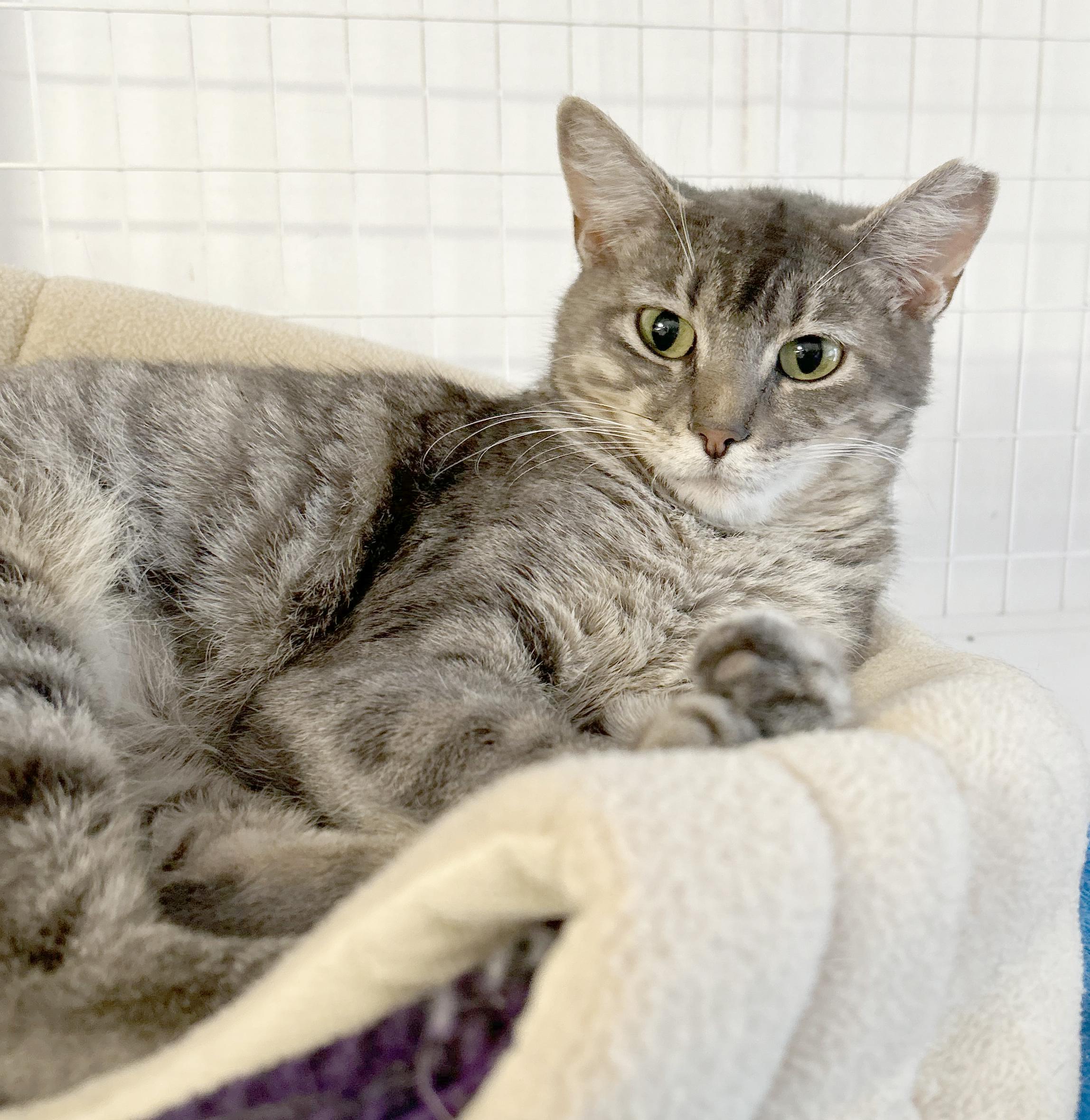 Astra, adoptable, Young Female Tabby.