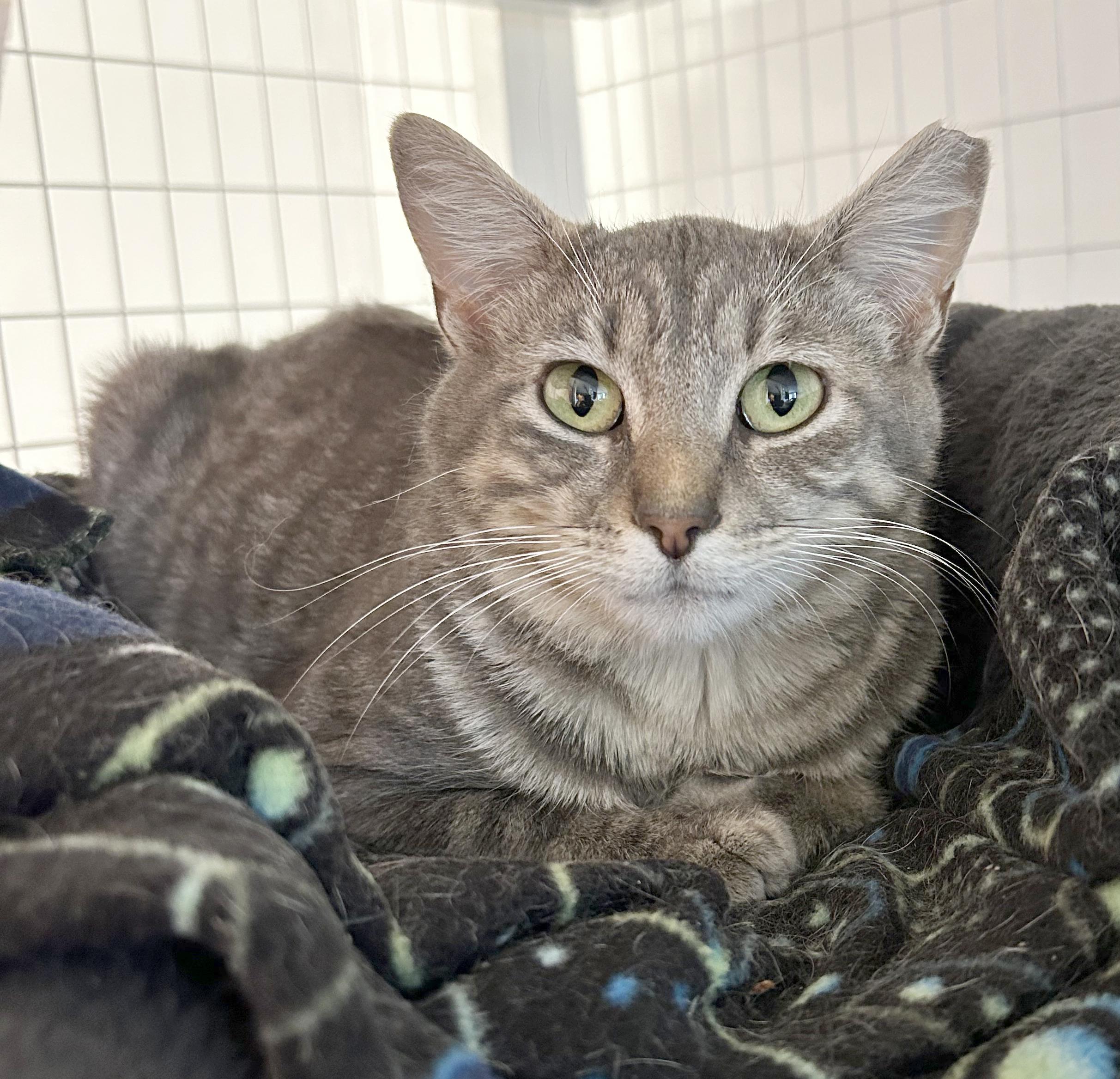 Astra, adoptable, Young Female Tabby.