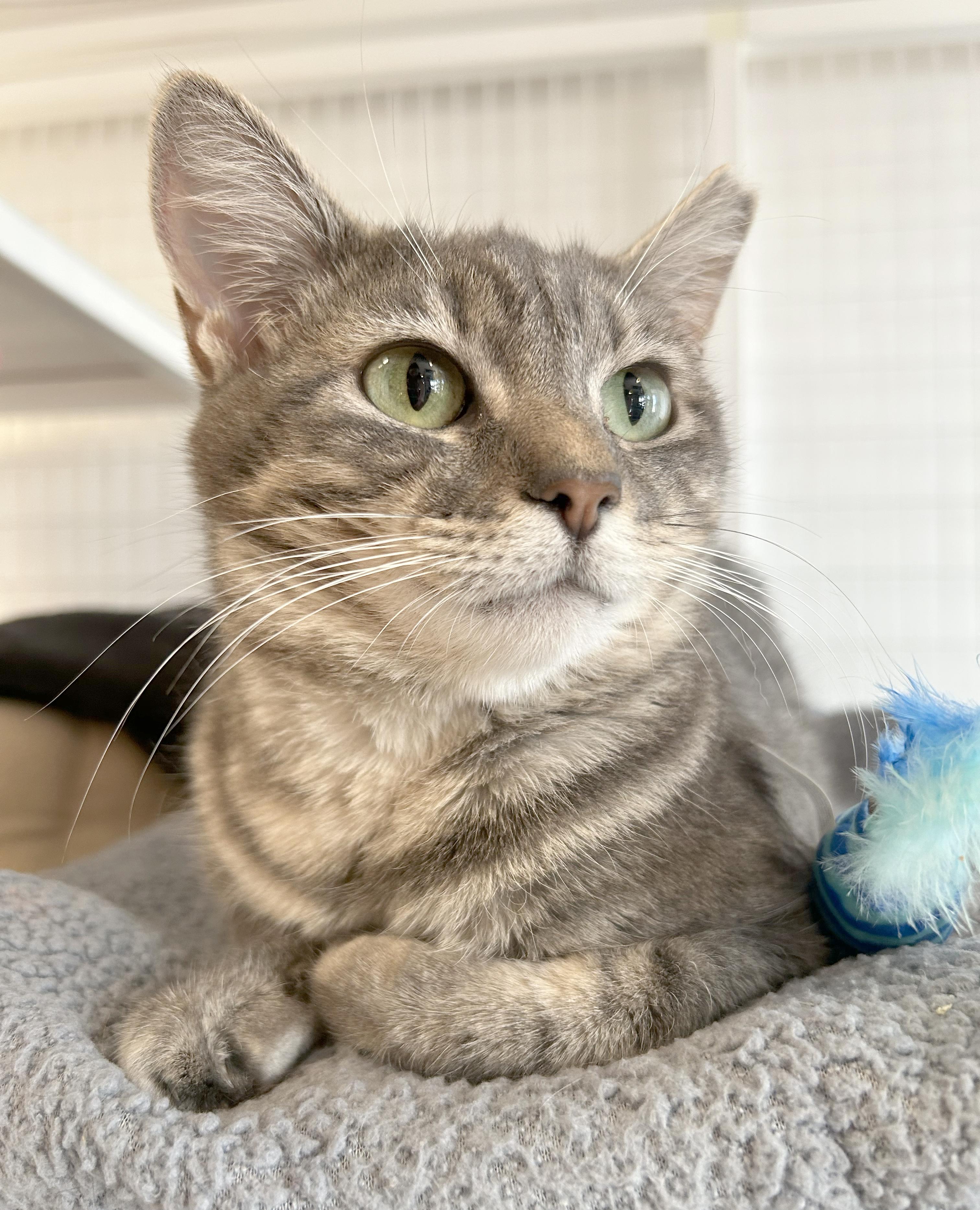 Astra, adoptable, Young Female Tabby.