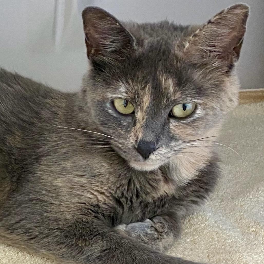 Enlarge Jenny Marrs, a Adoptable mixed breed in Greensboro, GA image 1/6