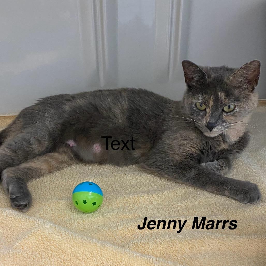 Enlarge Jenny Marrs, a Adoptable mixed breed in Greensboro, GA image 2/6