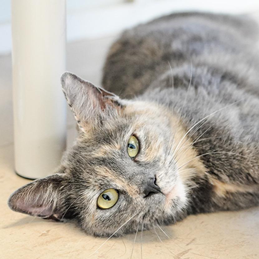 Enlarge Jenny Marrs, a Adoptable mixed breed in Greensboro, GA image 3/6