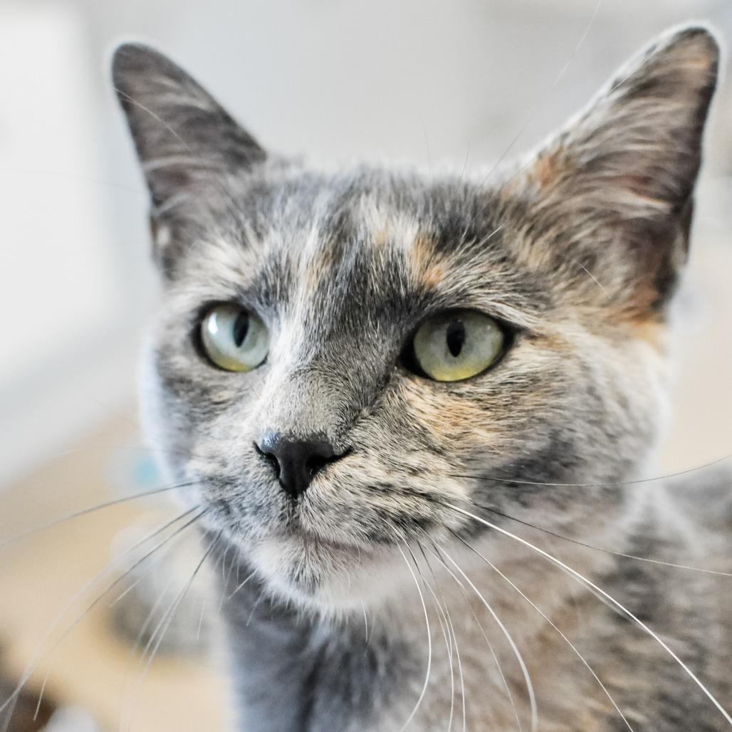 Enlarge Jenny Marrs, a Adoptable mixed breed in Greensboro, GA image 4/6