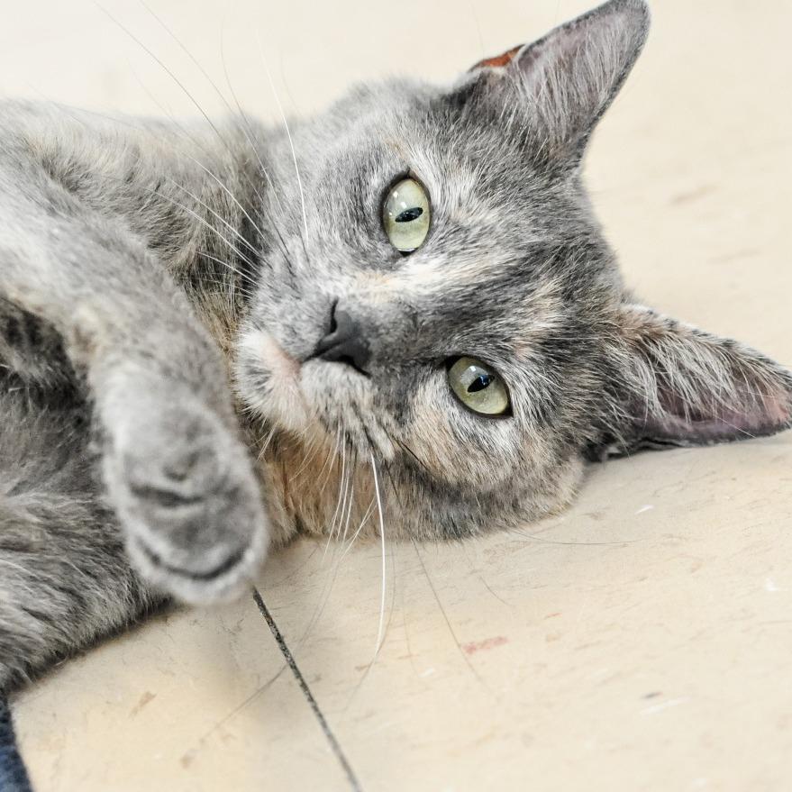 Enlarge Jenny Marrs, a Adoptable mixed breed in Greensboro, GA image 5/6