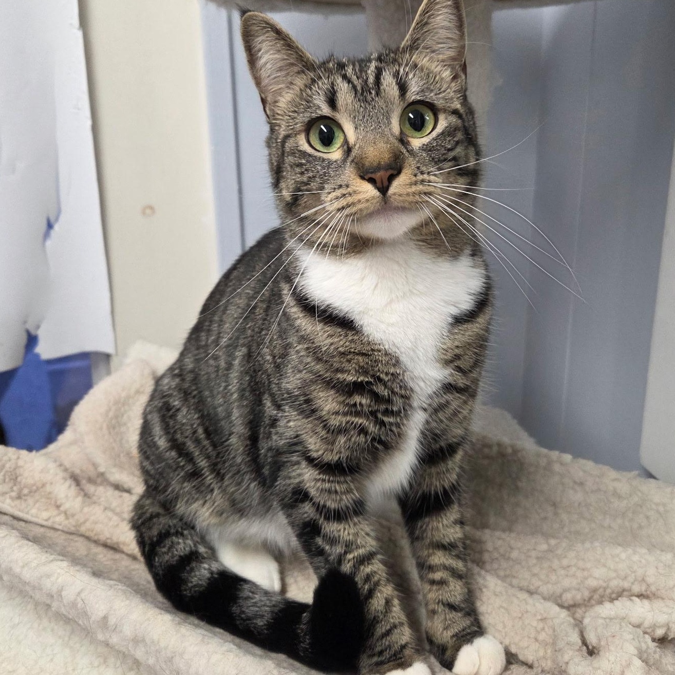 Enlarge Penny, an adopted Domestic Short Hair in Warwick, RI image 1/1