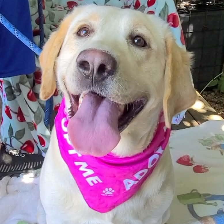 Cora, ADOPTABLE, Adult Female Yellow Labrador Retriever.