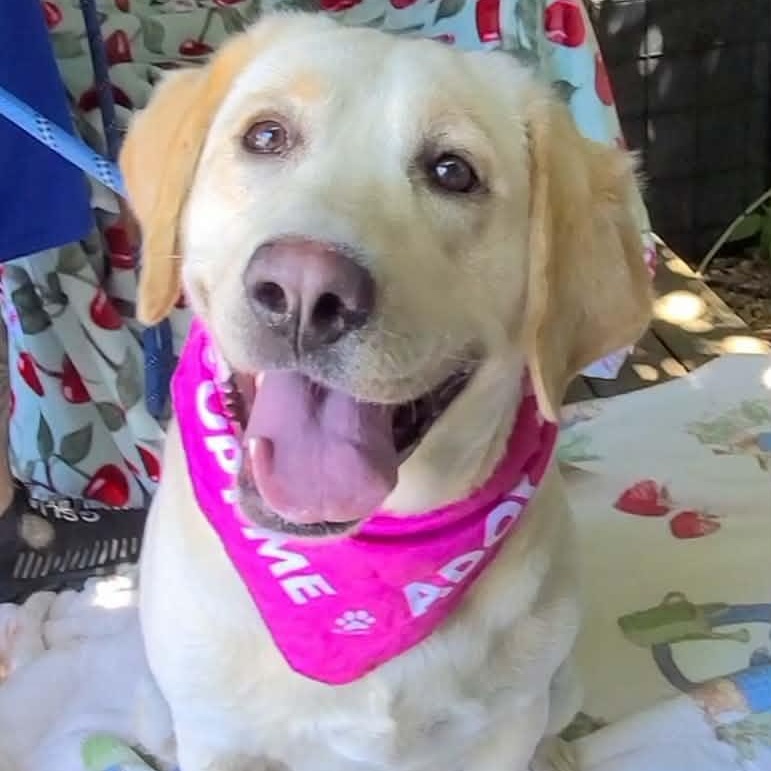 Enlarge Cora, a ADOPTABLE mixed breed in Woolwich, ME image 4/4
