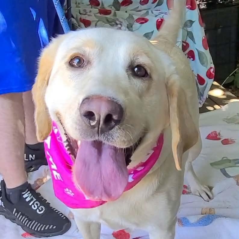 Enlarge Cora, a ADOPTABLE mixed breed in Woolwich, ME image 2/4