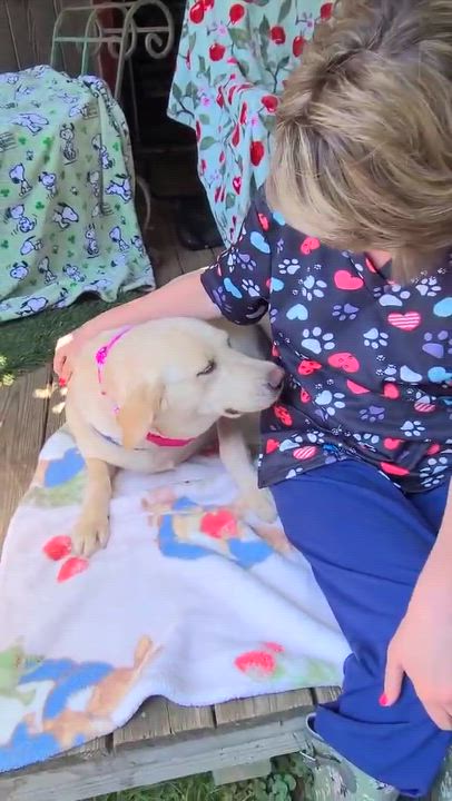 Enlarge Cora, a ADOPTABLE mixed breed in Woolwich, ME video 3/4