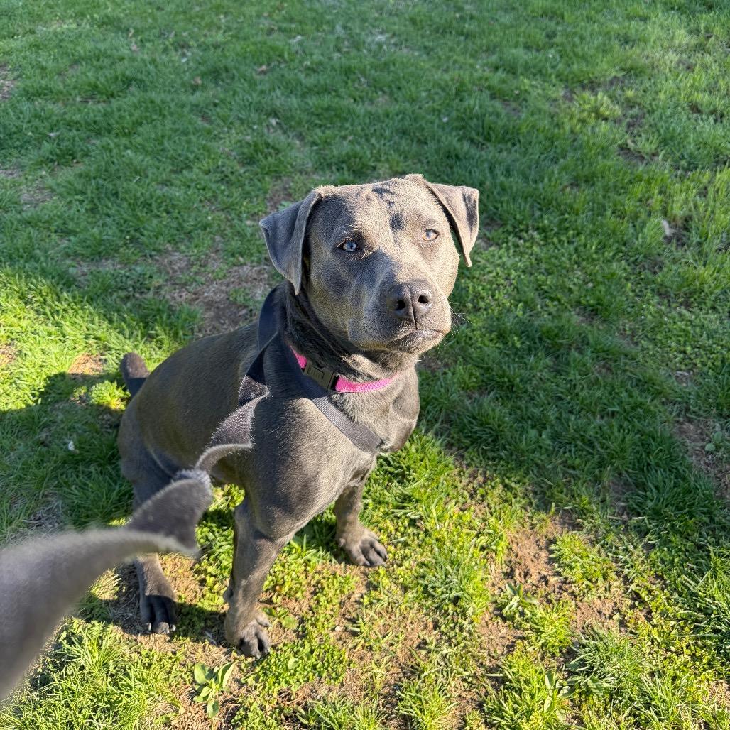 Halo, Adoptable, Young Female Labrador Retriever.
