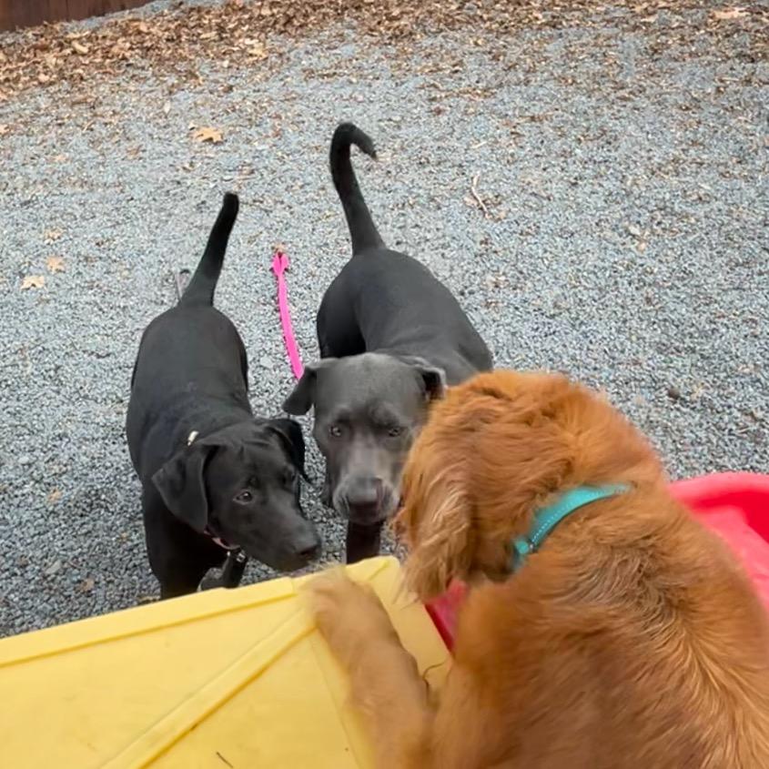 Enlarge Halo, a Adoptable mixed breed in Birdsboro, PA image 2/6