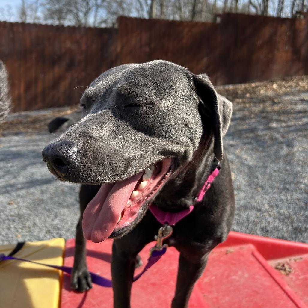 Enlarge Halo, a Adoptable mixed breed in Birdsboro, PA image 3/6