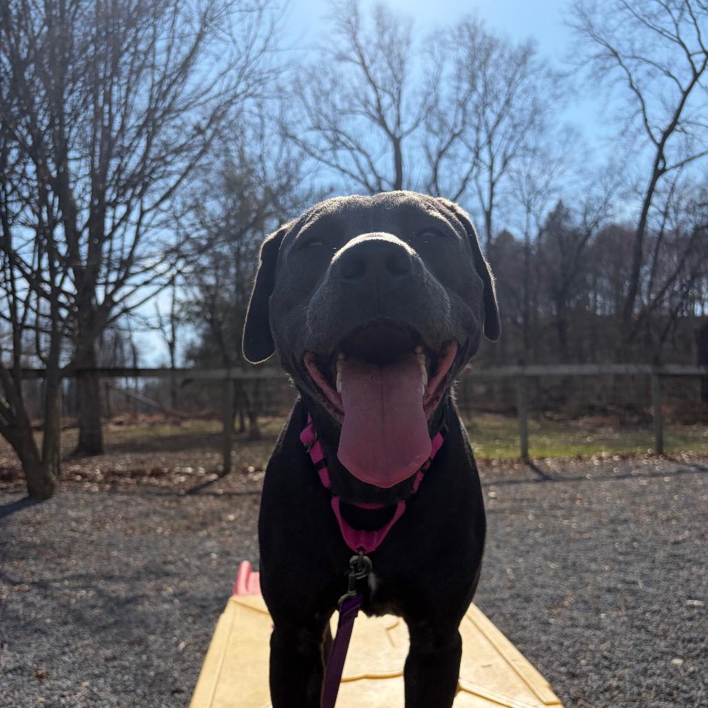 Enlarge Halo, a Adoptable mixed breed in Birdsboro, PA image 4/6