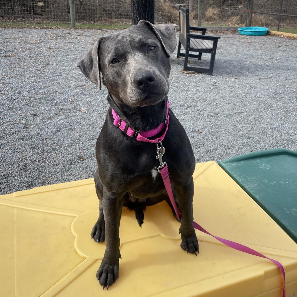Enlarge Halo, a Adoptable mixed breed in Birdsboro, PA image 5/6