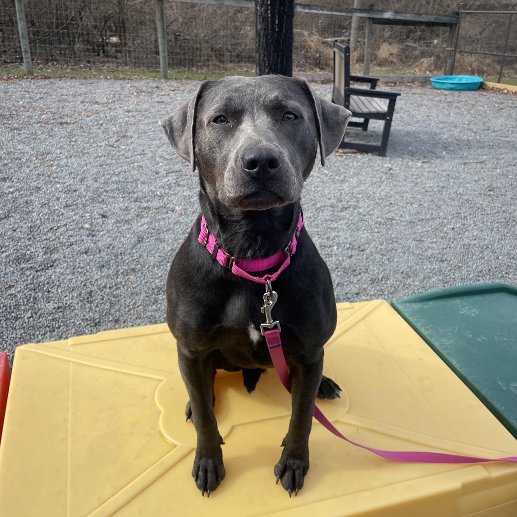 Enlarge Halo, a Adoptable mixed breed in Birdsboro, PA image 6/6