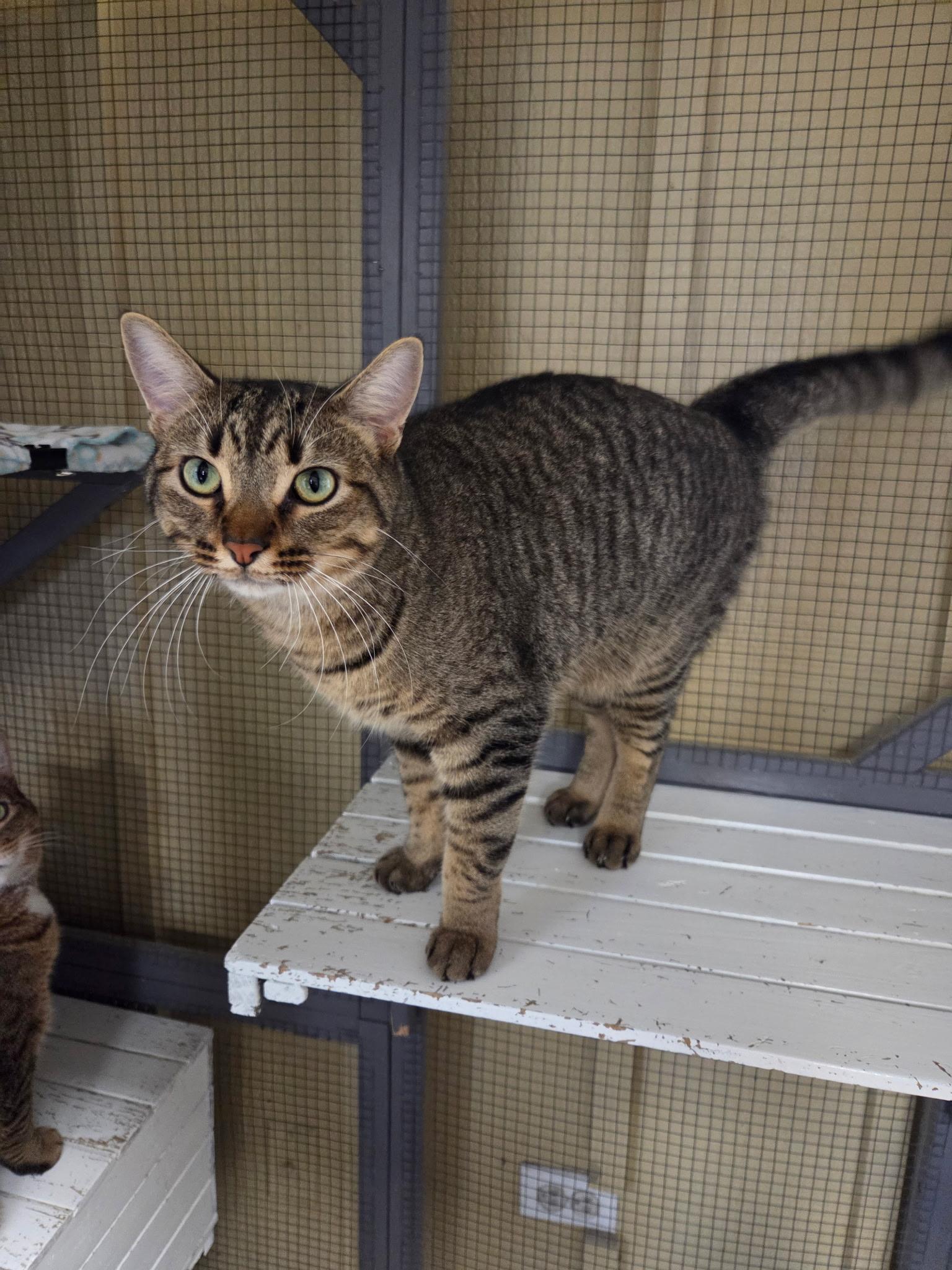 Victor, Adoptable, Adult Male Tabby.