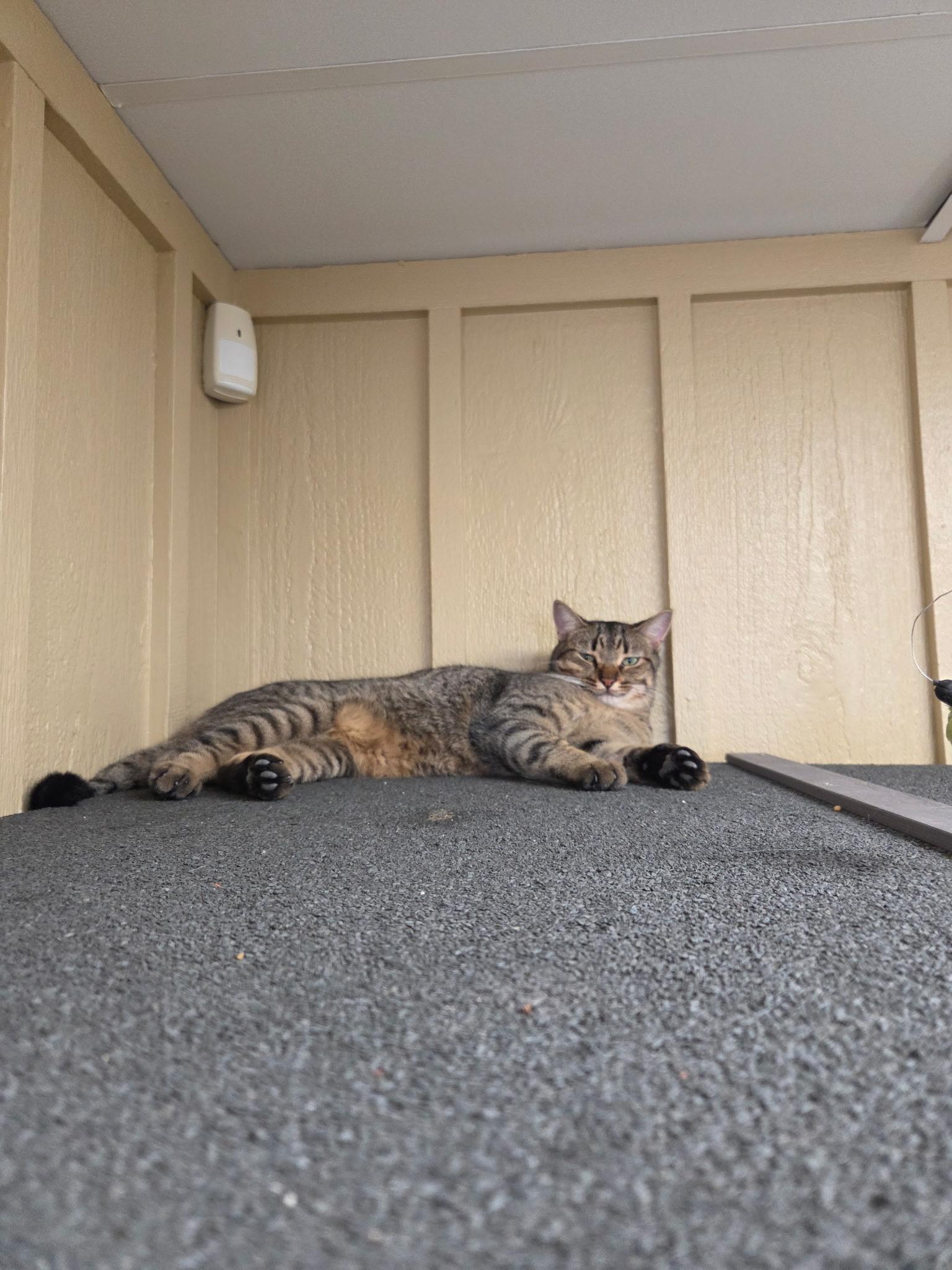 Enlarge Victor, a Adoptable Tabby in Grosse Ile, MI image 2/2