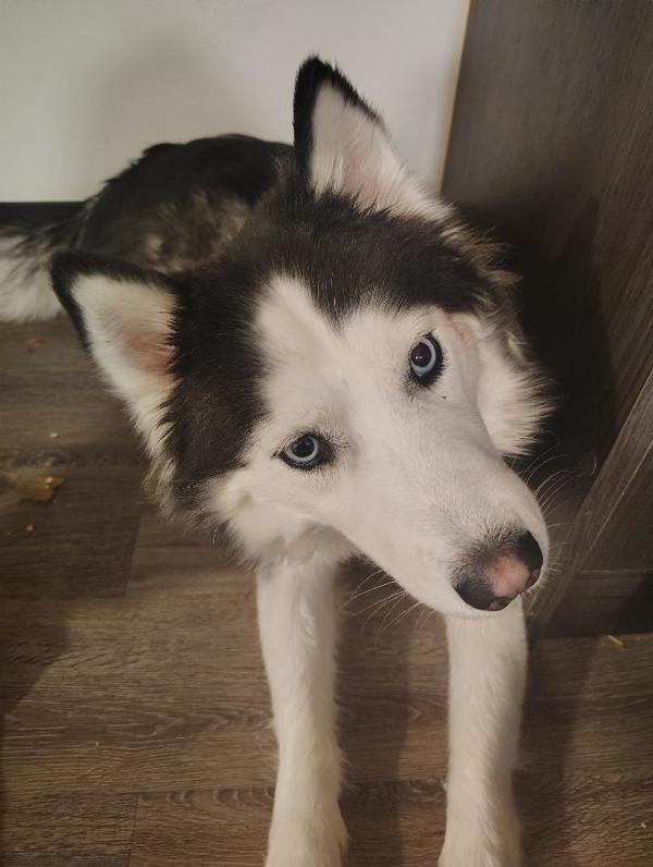 Luscious, Adoptable, Adult Female Siberian Husky & Australian Shepherd.