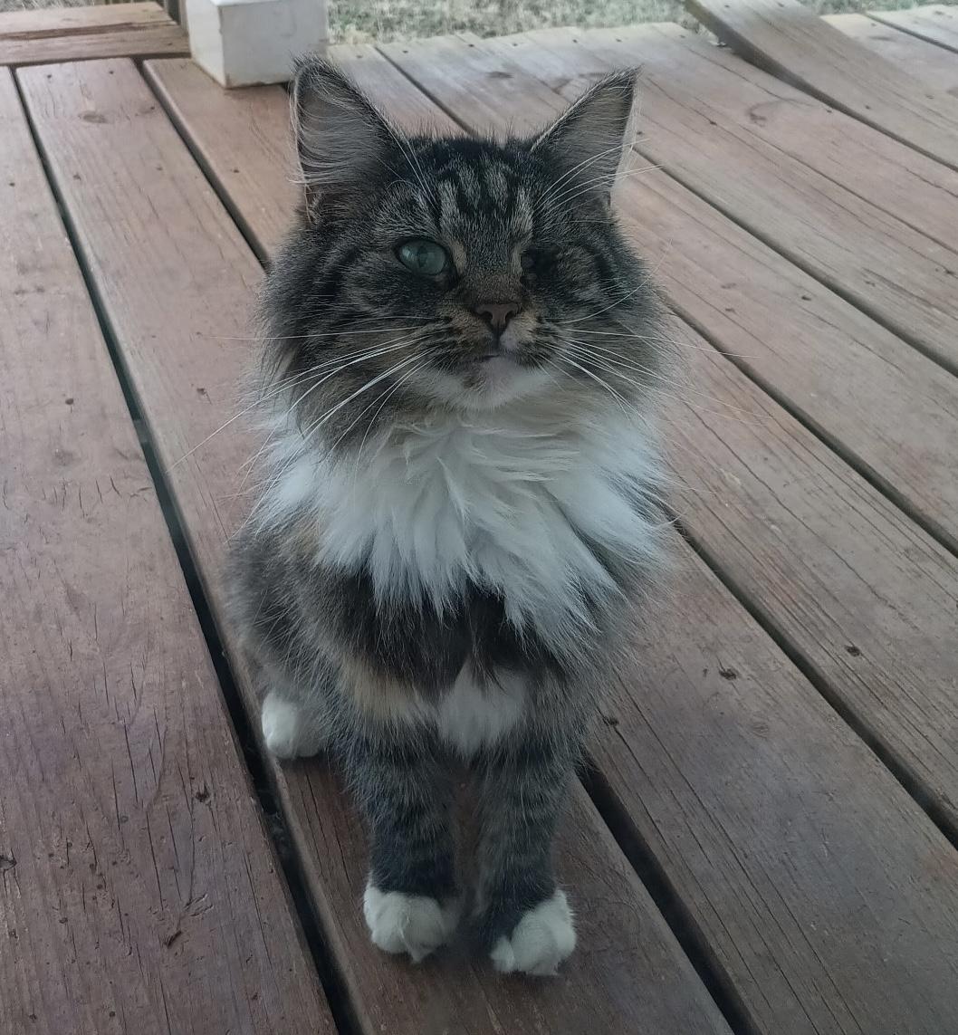 Enlarge Mirabelle, an adopted Domestic Long Hair in Anderson , SC image 1/4
