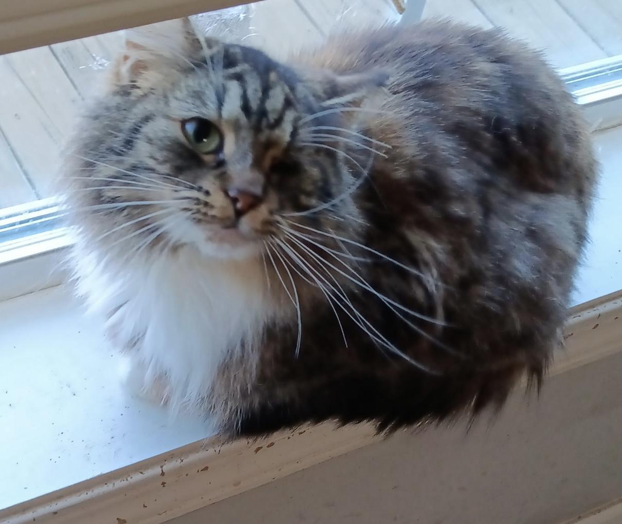 Enlarge Mirabelle, an adopted Domestic Long Hair in Anderson , SC image 2/4