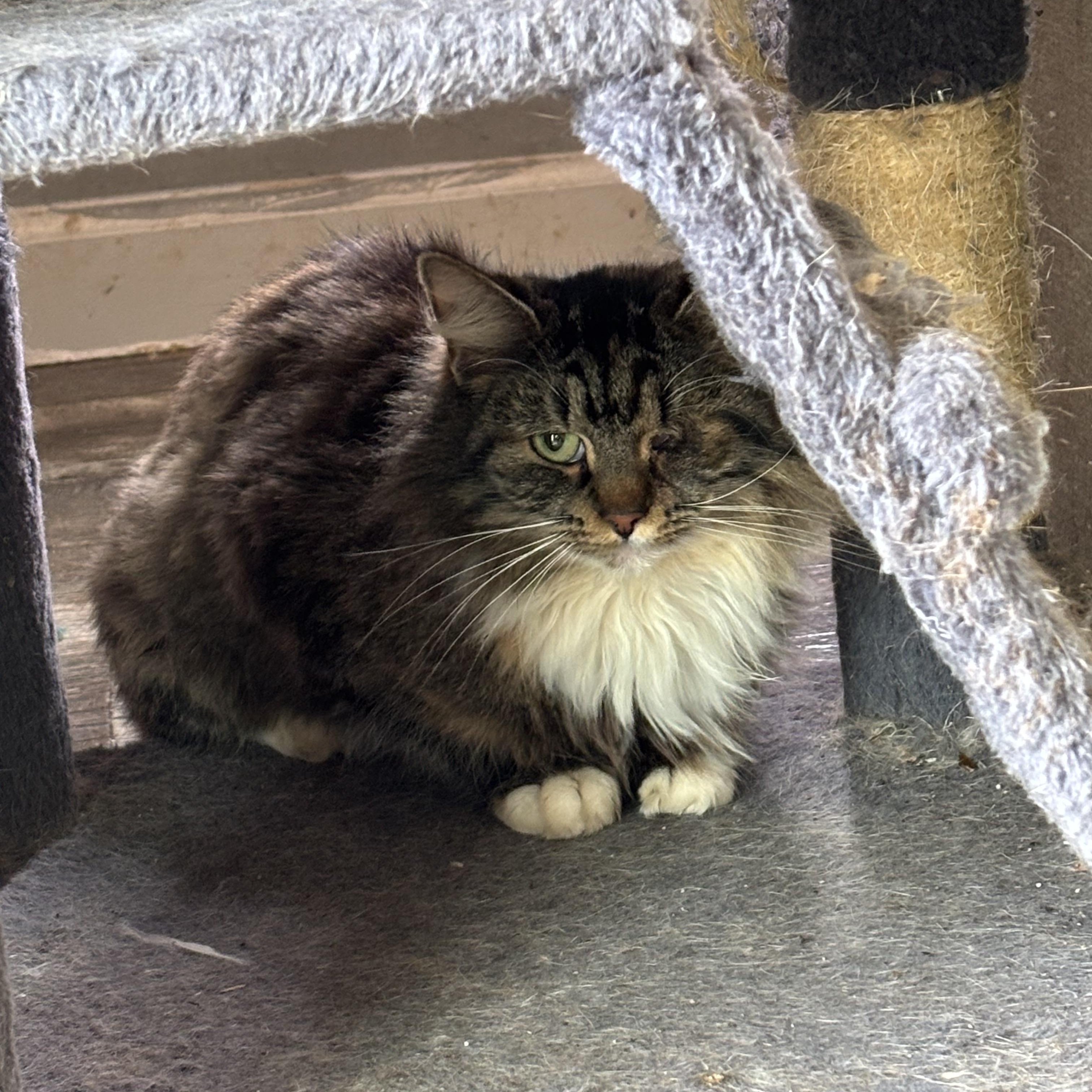 Enlarge Mirabelle, an adopted Domestic Long Hair in Anderson , SC image 4/4