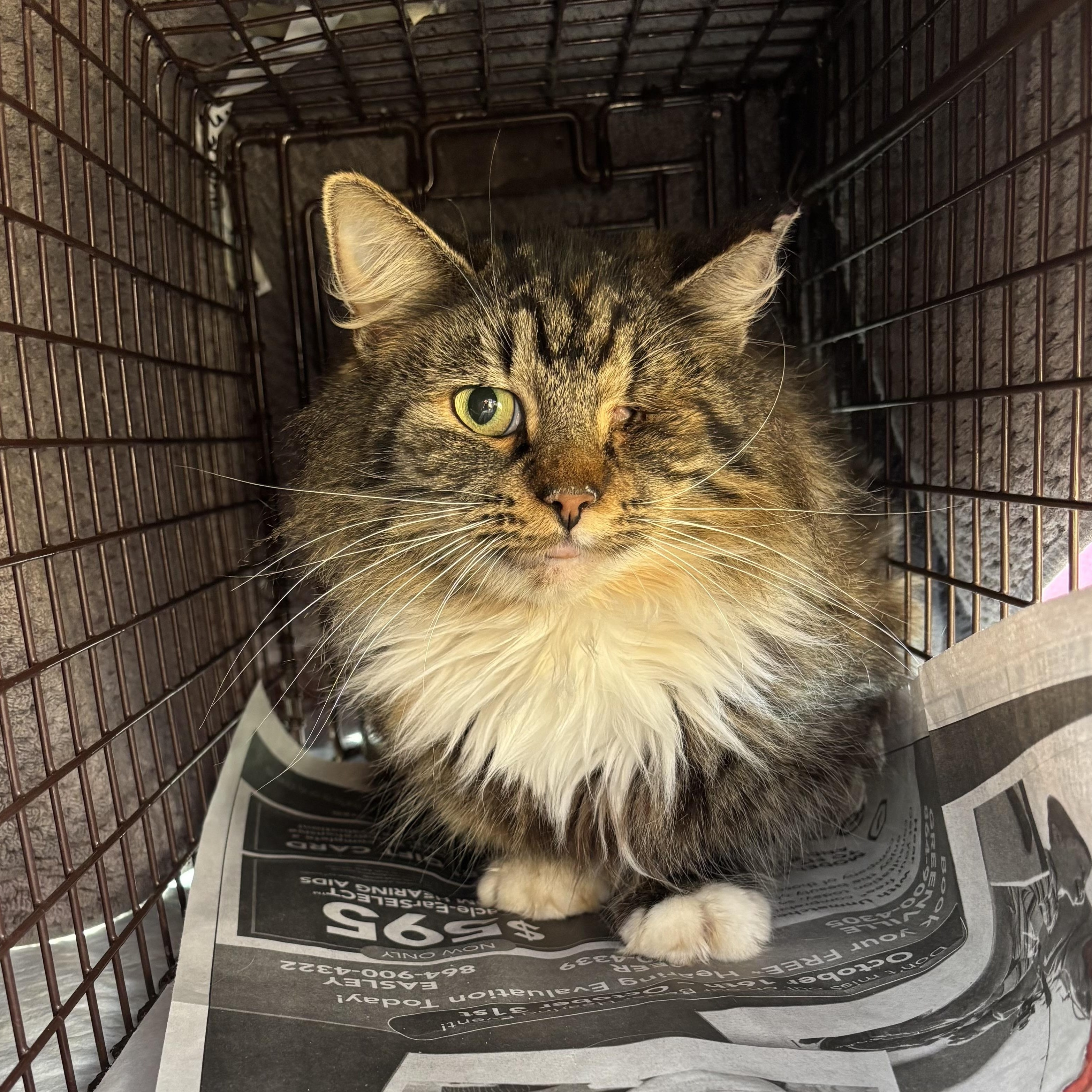 Enlarge Mirabelle, an adopted Domestic Long Hair in Anderson , SC image 3/4