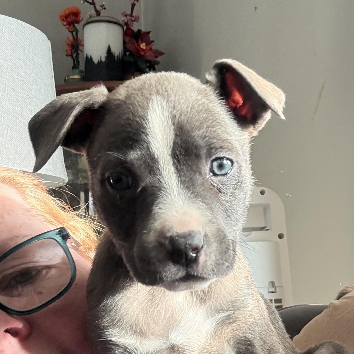 Penelope, ADOPTABLE, Puppy Female Mixed Breed.