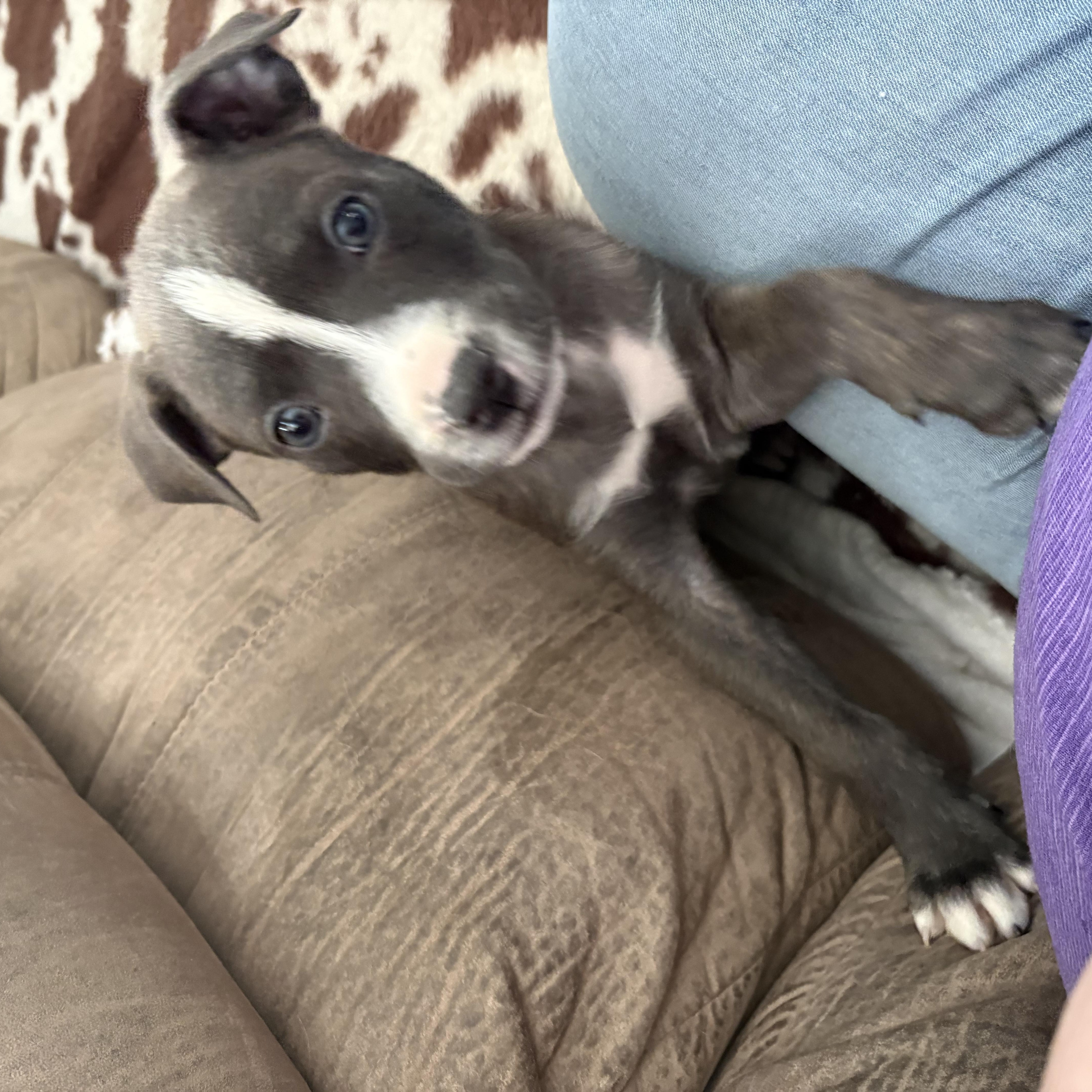 Enlarge Penelope, a ADOPTABLE Mixed Breed in Kenosha, WI image 2/3