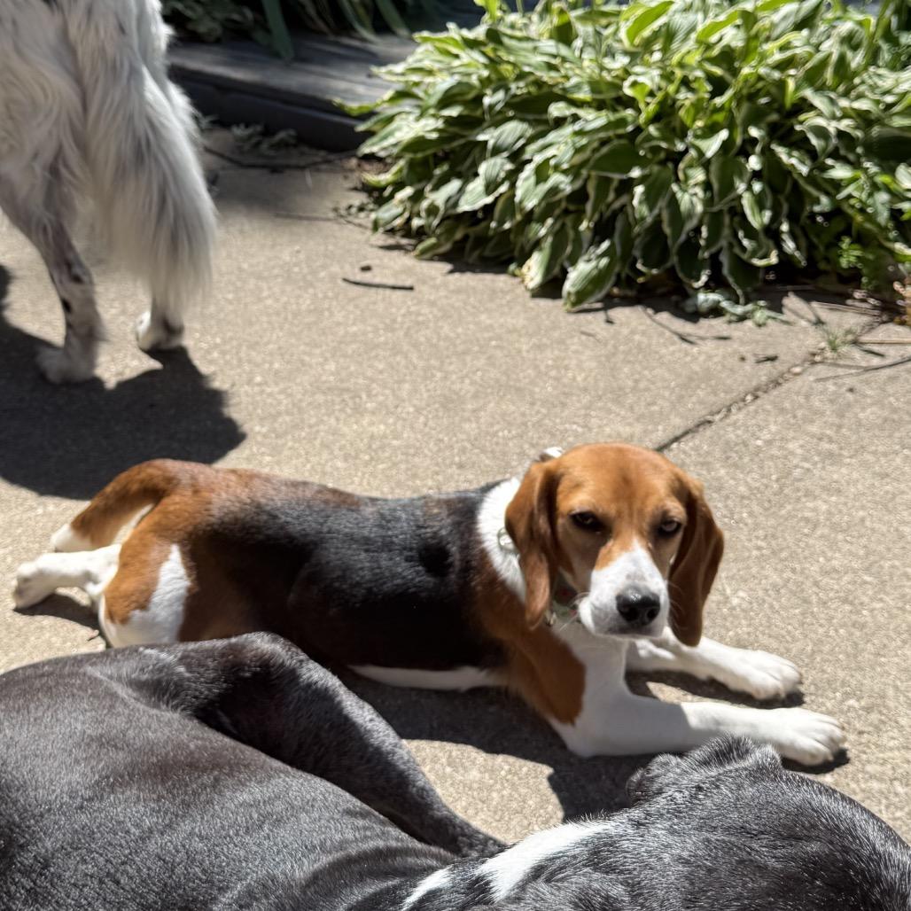 Ridglan Beagles (M/F), a ADOPTABLE Beagle in Chicago, IL image 2/6