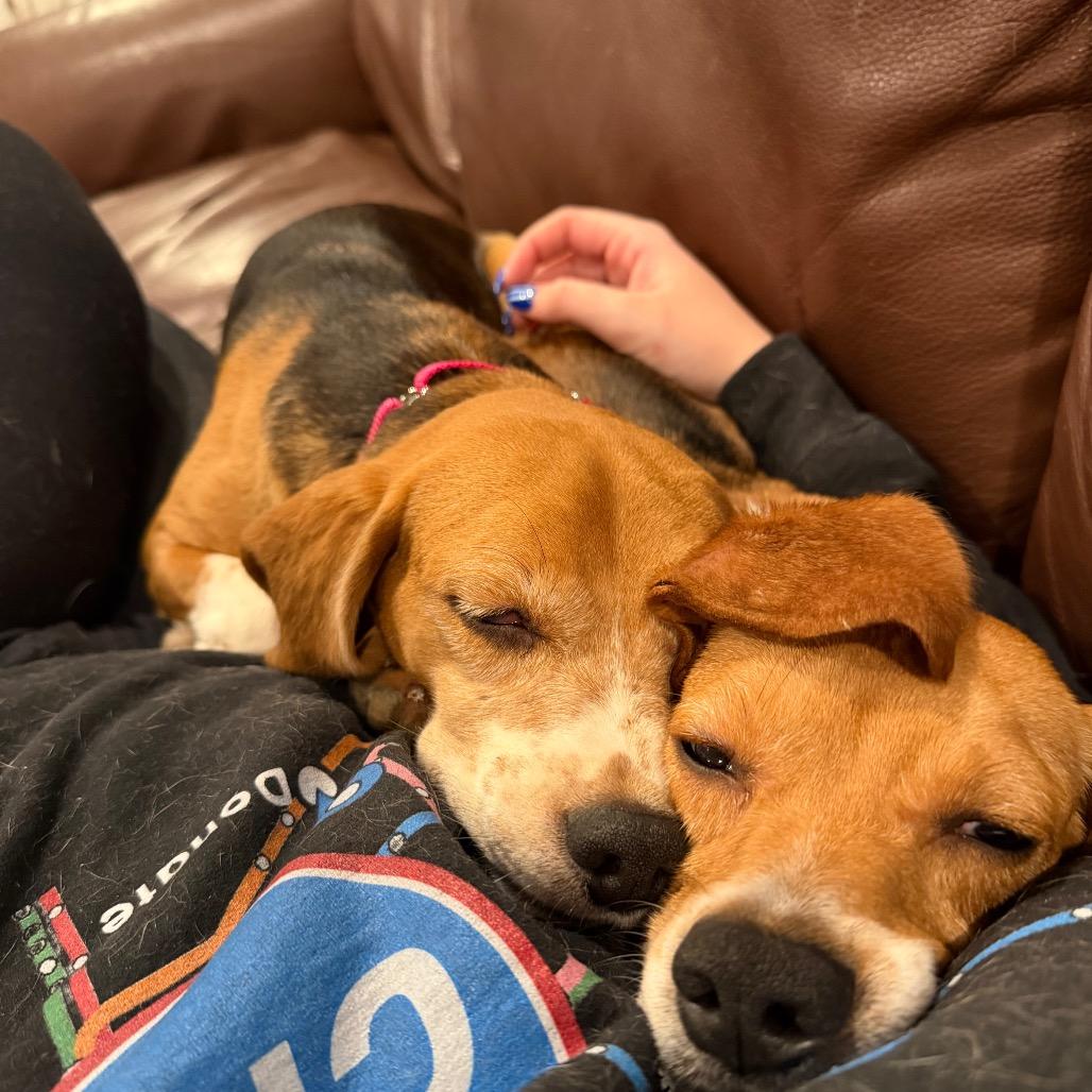 Ridglan Beagles (M/F), a ADOPTABLE Beagle in Chicago, IL image 4/6