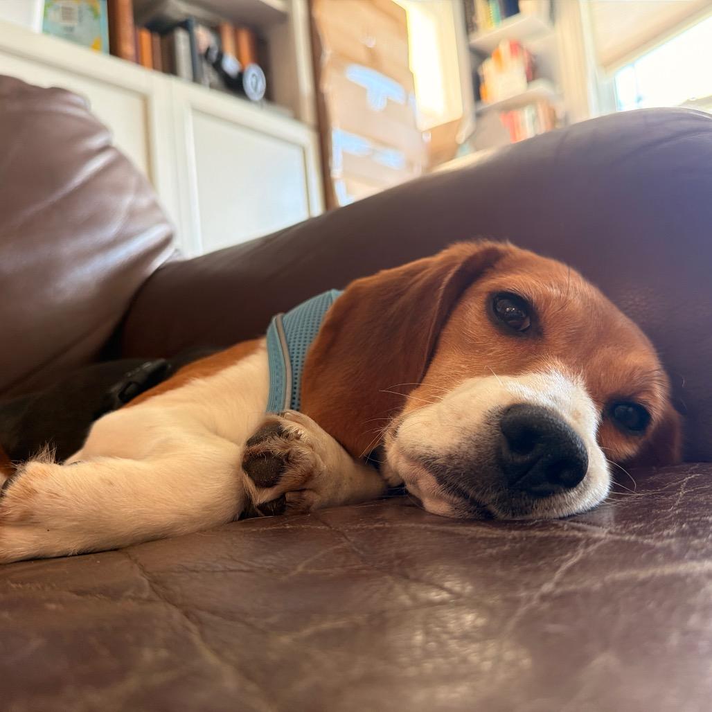 Ridglan Beagles (M/F), ADOPTABLE, Adult Female Beagle.