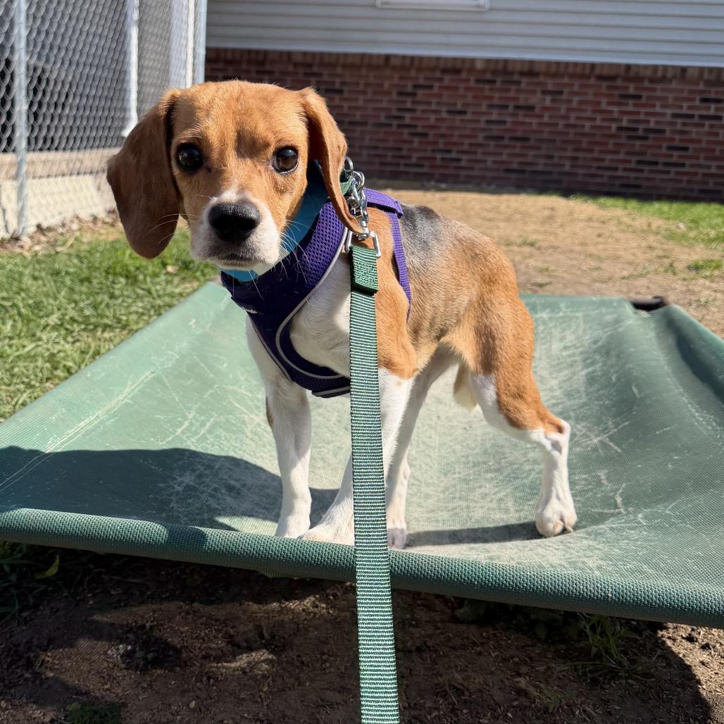 Ridglan Beagles (M/F), a ADOPTABLE Beagle in Chicago, IL image 3/6
