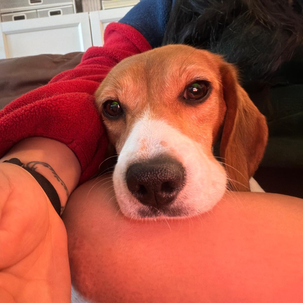 Ridglan Beagles (M/F), a ADOPTABLE Beagle in Chicago, IL image 6/6