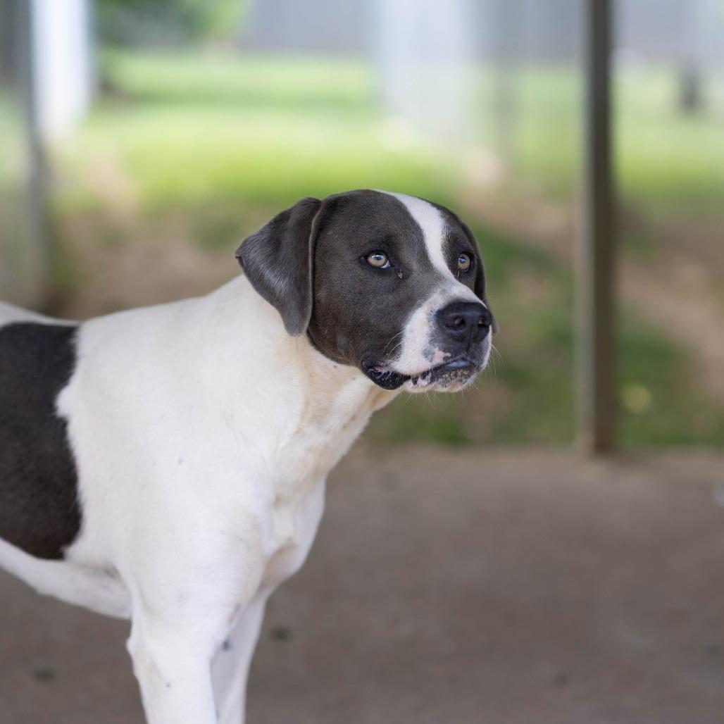 Enlarge Astoria, a Adoptable mixed breed in Talbott, TN image 1/2