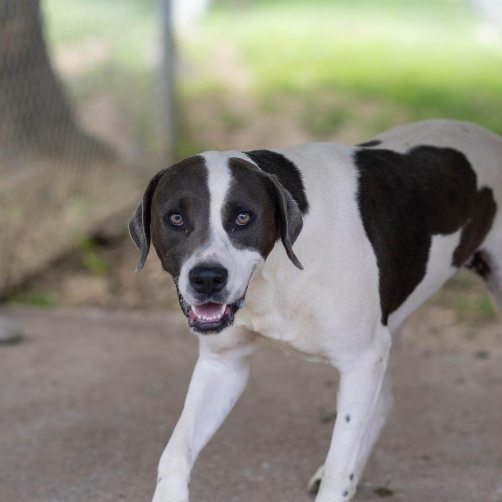 Enlarge Astoria, a Adoptable mixed breed in Talbott, TN image 2/2