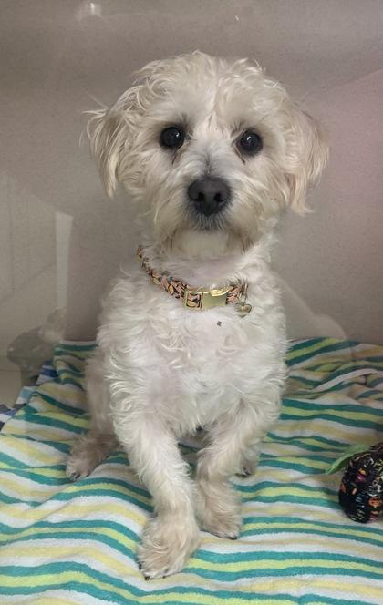 Hercules- please read my bio, Adoptable, Puppy Male Shih Tzu & Poodle.