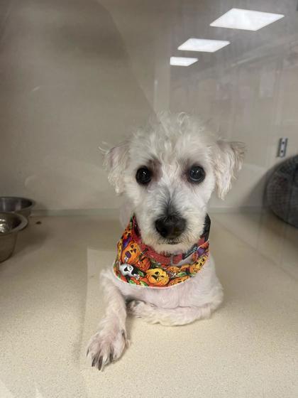 Hercules- please read my bio, Adoptable, Puppy Male Shih Tzu & Poodle.