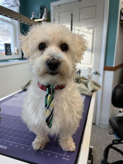 Hercules- please read my bio, a Adoptable mixed breed in East Brookfield, MA image 2/3