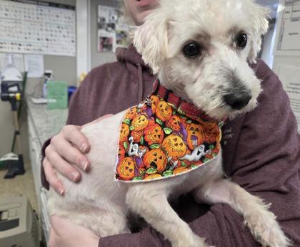 Hercules- please read my bio, a Adoptable mixed breed in East Brookfield, MA image 3/3