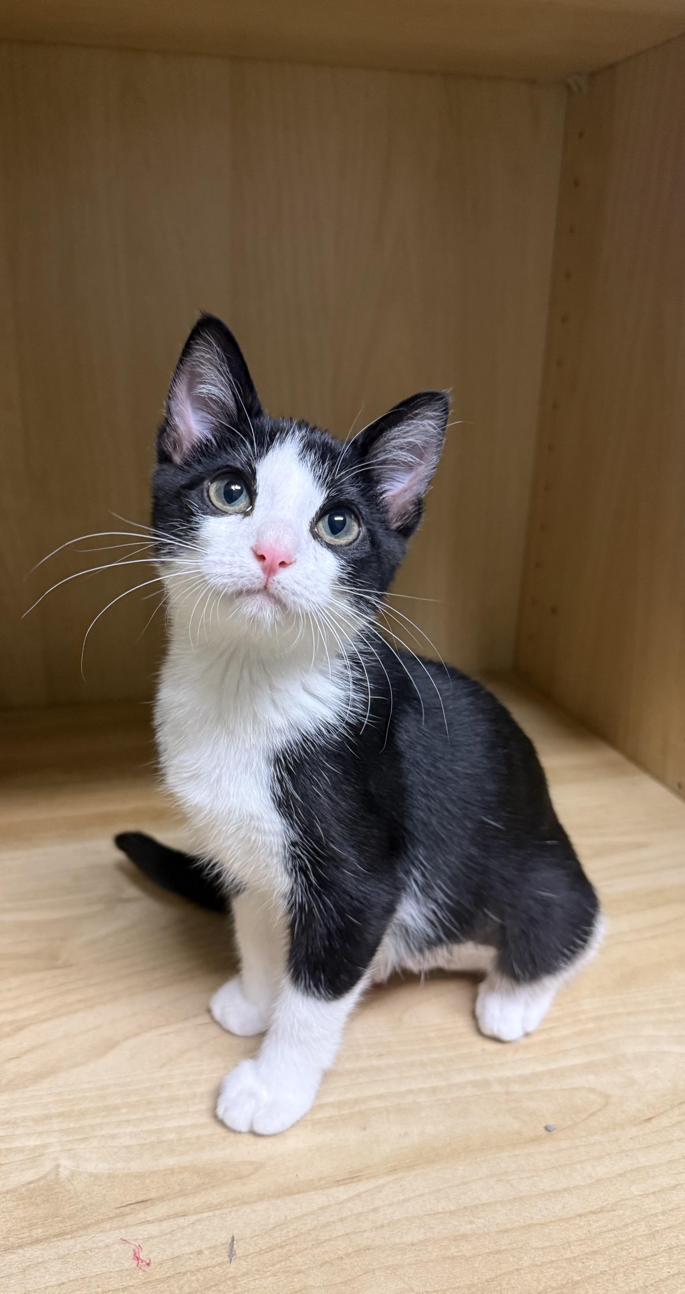 Fern, Adoptable, Kitten Female Domestic Short Hair.
