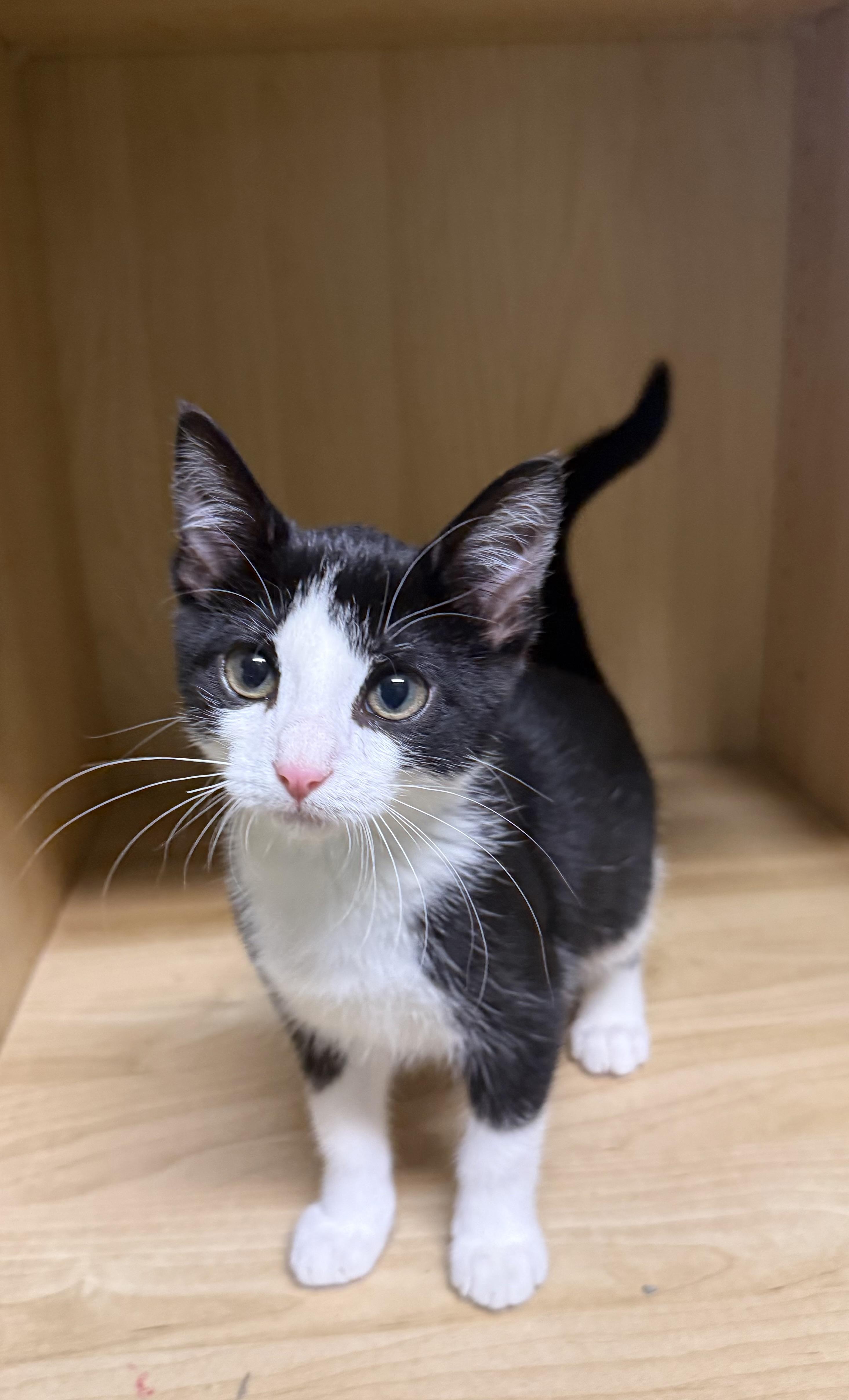 Enlarge Fern, a Adoptable Domestic Short Hair in Amery, WI image 3/3