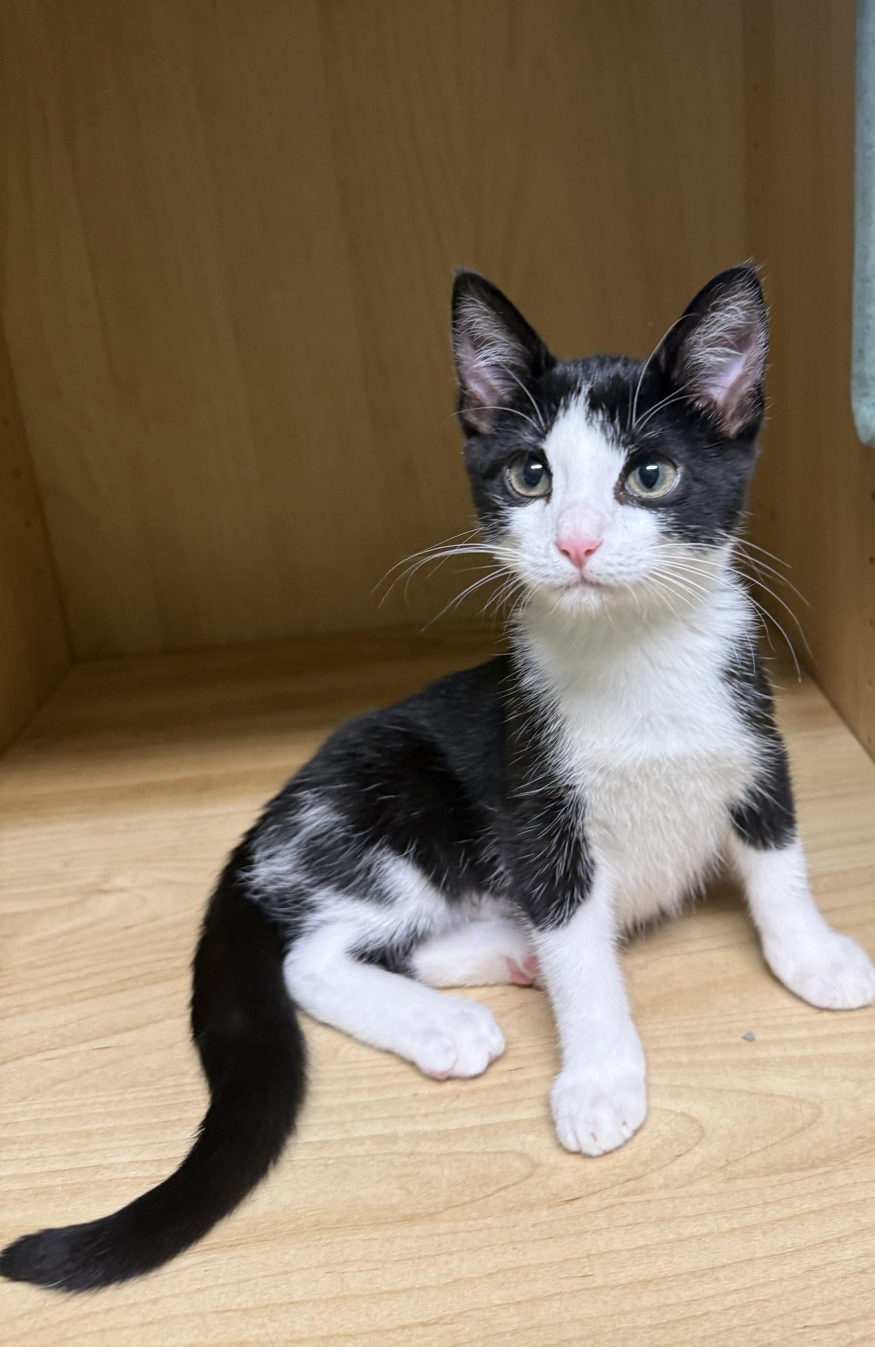 Enlarge Fern, a Adoptable Domestic Short Hair in Amery, WI image 2/3