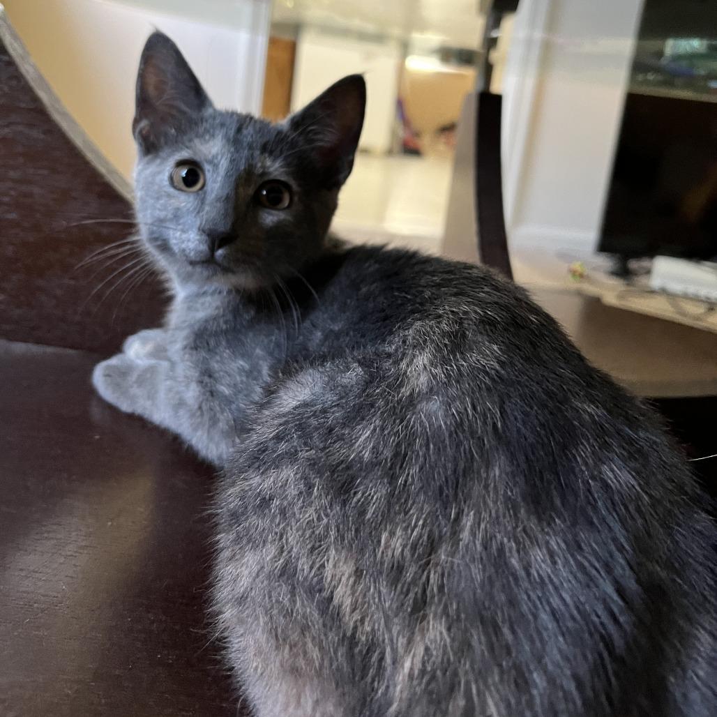 Enlarge Lokelani, a Adoptable Domestic Short Hair in Roanoke, VA image 1/1