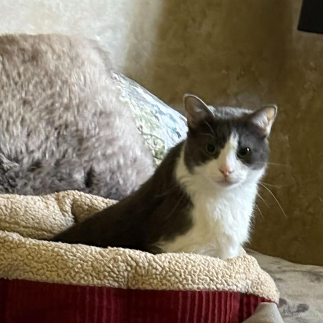 Precious, a Adoptable Domestic Short Hair in Evansville, IN image 2/3